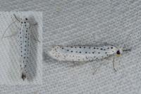 Yponomeuta evonymella