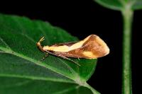 Harpella forficella