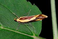 Harpella forficella