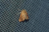 Apoda limacodes
