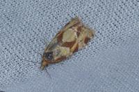 Aethes piercei
