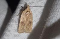Agonopterix assimilella