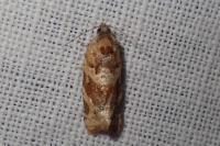 Argyrotaenia ljungiana