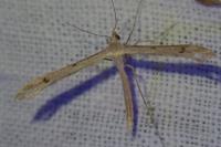 Stenoptilia