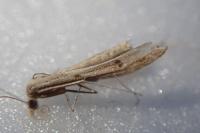 Stenoptilia