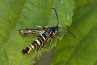 Bembecia uroceriformis