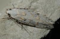 Carpatolechia alburnella