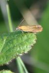 Lathronympha strigana