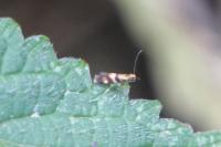 Micropterix aglaella