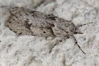 Diurnea fagella