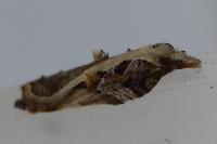 Acleris cristana