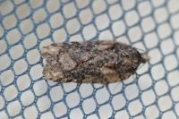 Acleris abietana