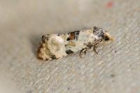 Brevicornutia pallidana