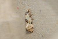 Brevicornutia pallidana
