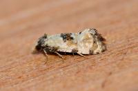 Brevicornutia pallidana