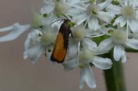 Pammene aurana