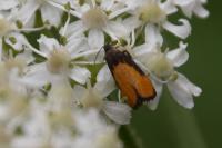 Pammene aurana