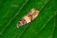 Celypha aurofasciana