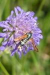 Pyropteron chrysidiforme