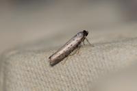 Yponomeuta sedella