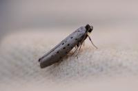 Yponomeuta sedella