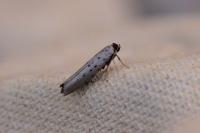 Yponomeuta sedella