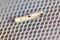 Yponomeuta plumbella