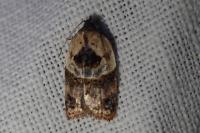 Acleris variegana