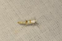 Argyresthia submontana