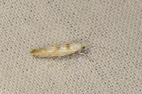 Argyresthia submontana