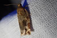 Archips xylosteana