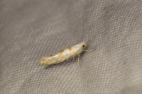 Argyresthia submontana