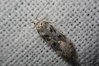 Chionodes electella