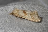 Cochylimorpha straminea/alternana