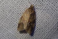 Epagoge grotiana