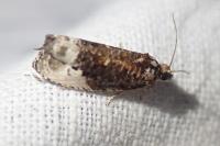 Hedya nubiferana