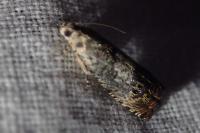 Pammene fasciana