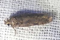 Teleiopsis diffinis