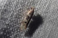 Chionodes electella