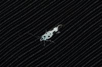 Ethmia quadrillella