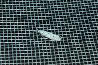 Yponomeuta
