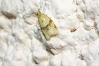 Clepsis consimilana