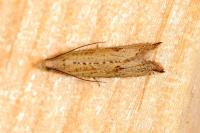 Bactra
