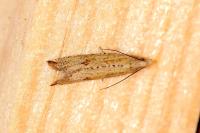 Bactra
