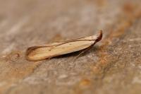 Mesophleps silacella