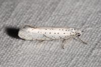 Yponomeuta evonymella