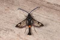 Synanthedon myopaeformis