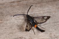 Synanthedon myopaeformis