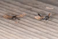 Synanthedon myopaeformis