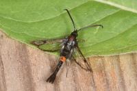 Synanthedon myopaeformis